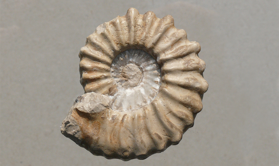 Epipeltoceras bimammatum unterer Weissjura