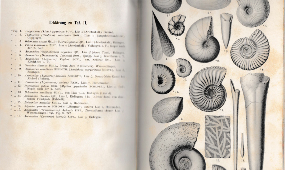 Geologieverstehen Leitfossilien