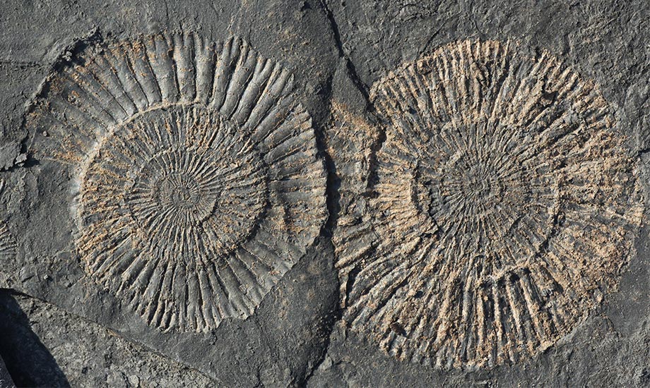 Ammonit Dactylioceras  GuenterSchweigert