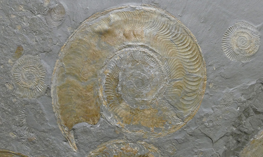 Ammonit Harpoceras  GuenterSchweigert