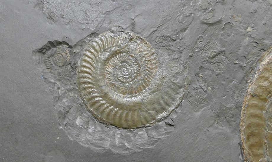 Ammonit Hildoceras  GuenterSchweigert