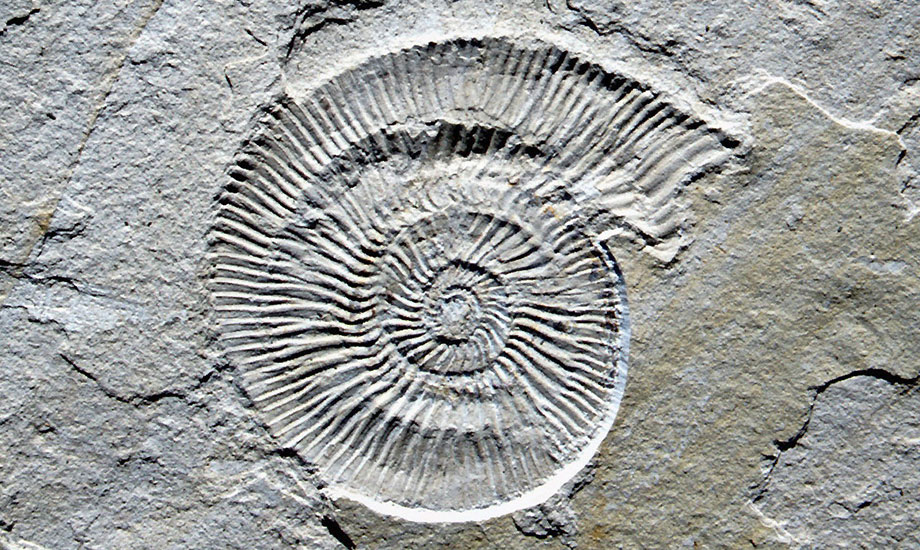 Ammonit Silicisphinctes GuenterSchweigert v2