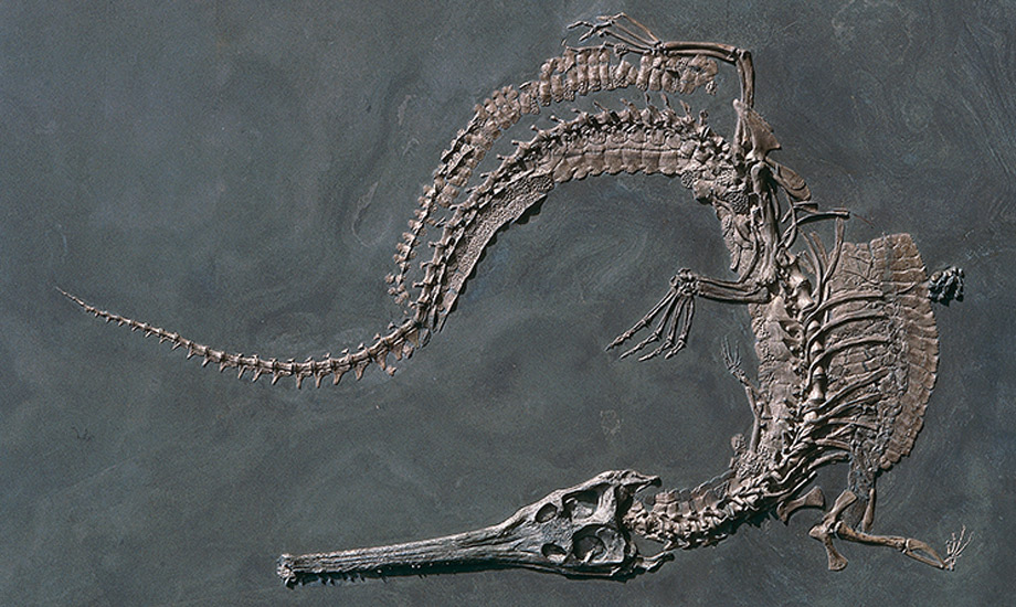 Stegosaurier Logo