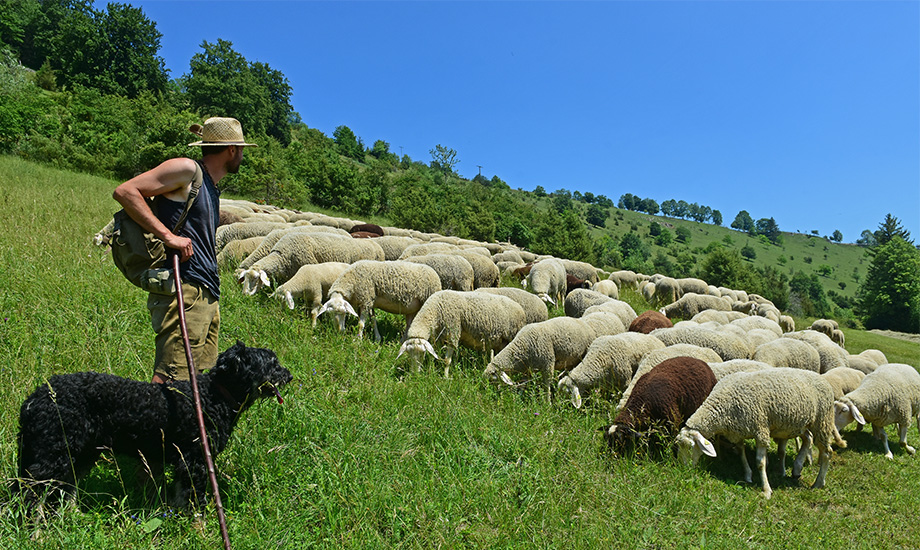 Schafherde im Grossen Lautertal